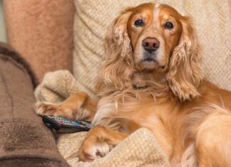 Why You Might Want to Start Making Videos for Cats and Dogs